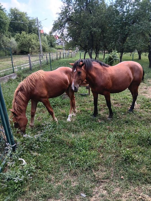 Vând iapă și cârlană semigrele