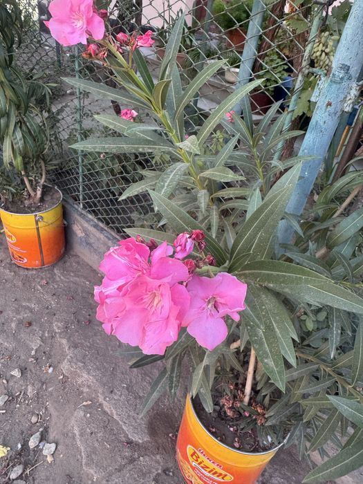 Vând 3 leandri ,rosu,roz și alb, preț negociabil!!