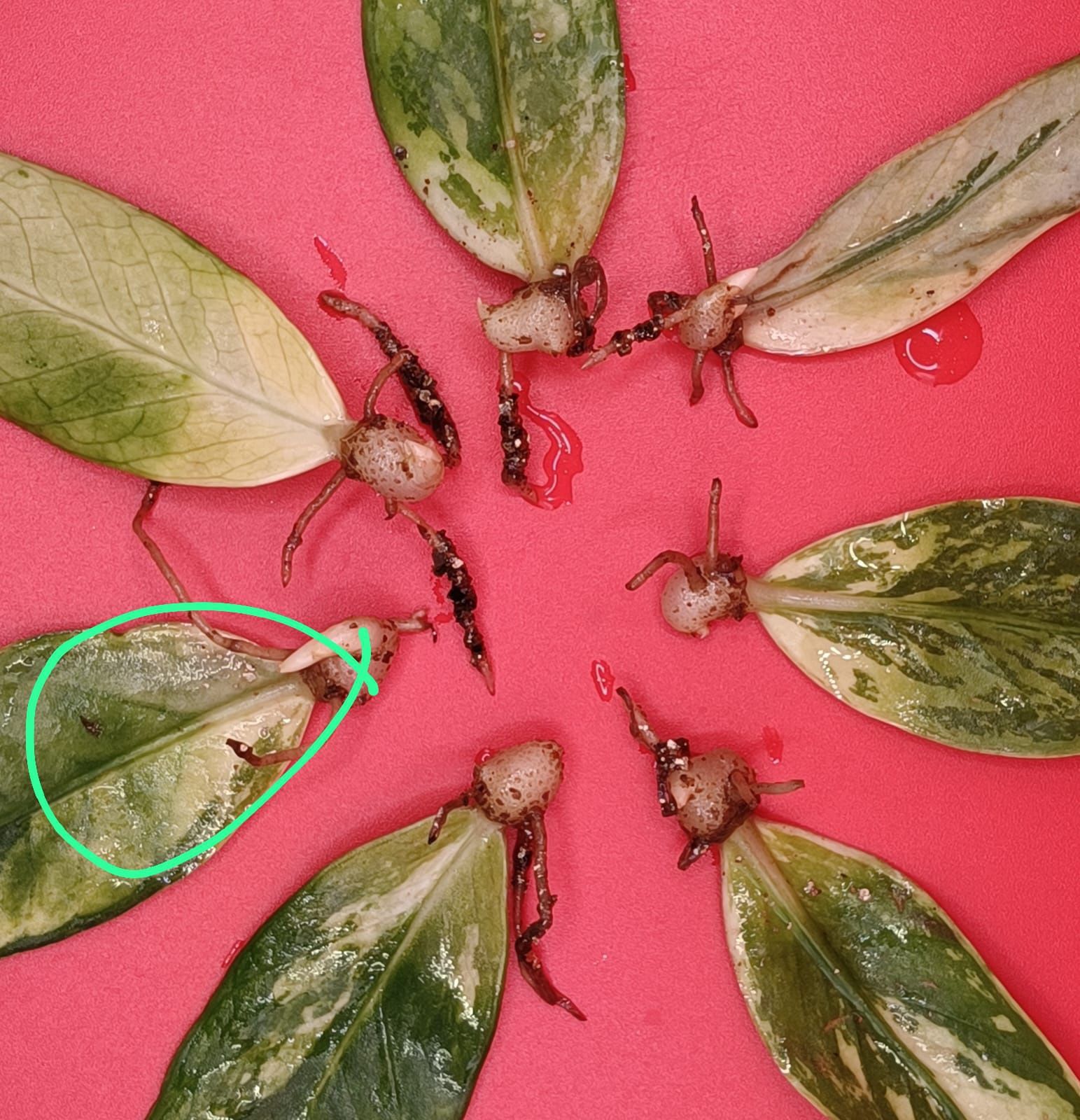 Укоренённые листики Замиокулькаса вариегатный Variegated