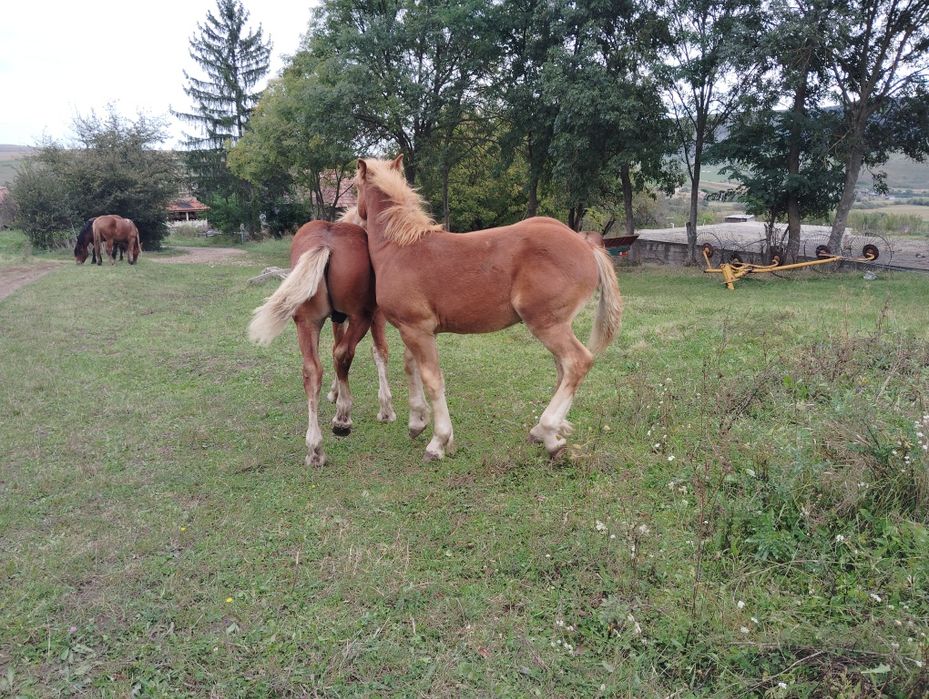 3 Mânzi Contois  , blânzi,din părinți buni