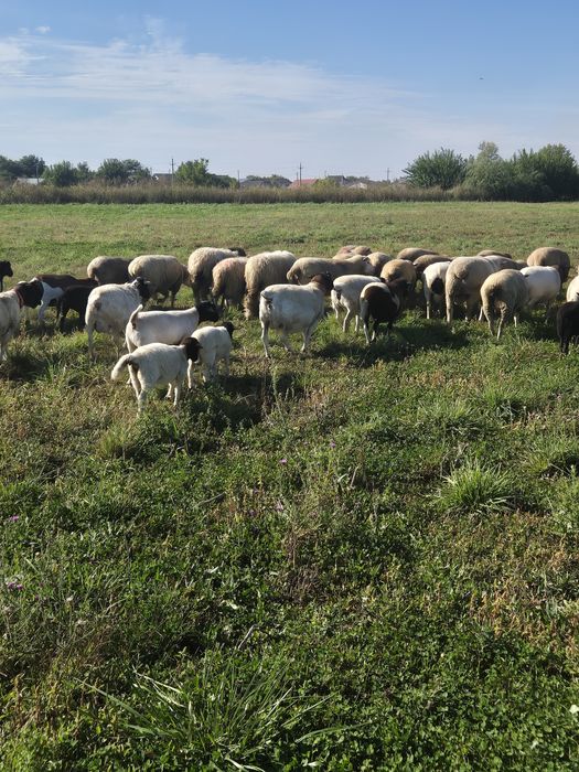 Oi Dorper și ILE De France oferta!