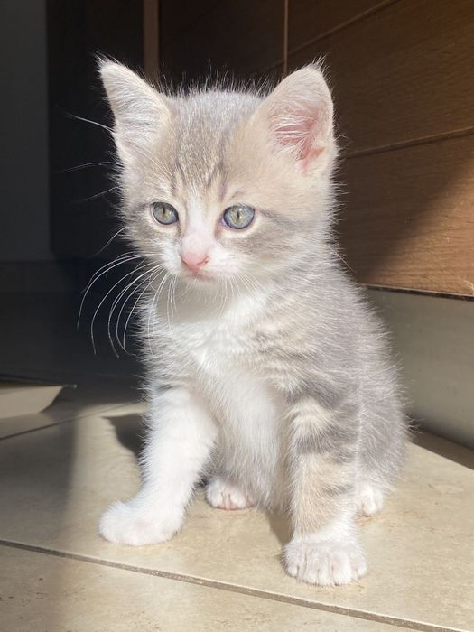 Siberiana de padure mascul