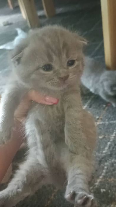 Вязка страйт британец