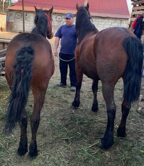 Vând iapa și mânz !!