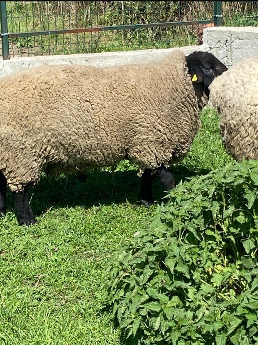 Vindem berbecuti,mielute,oi si berbeci sufolk/suffolk cu pedigree