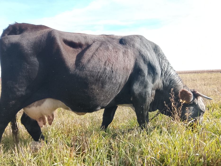 Vnd vaca bruna gestanta an 3 luni și vine cu al 4 vițel și are lapte 1