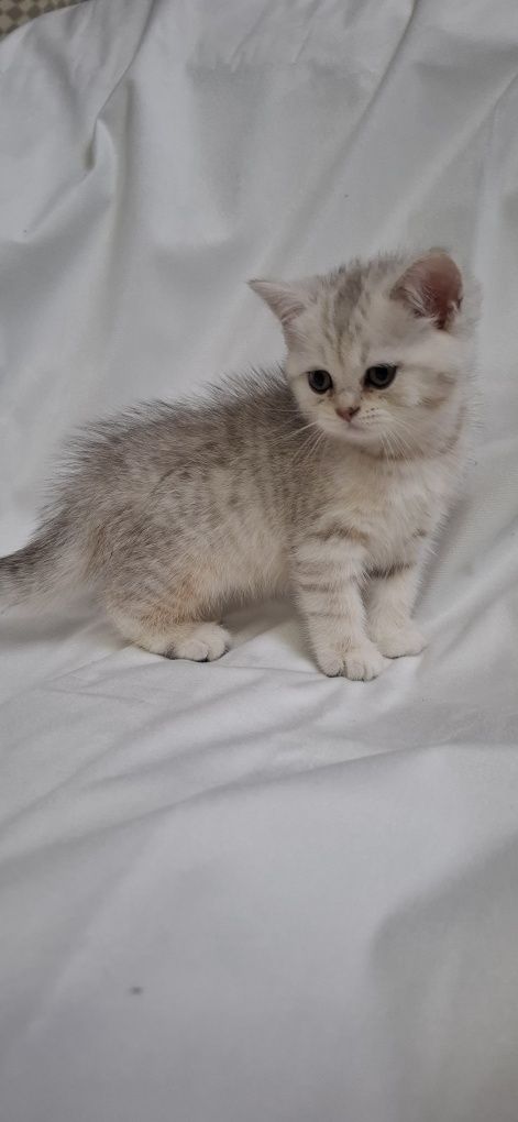 Продаю шотландских котят
