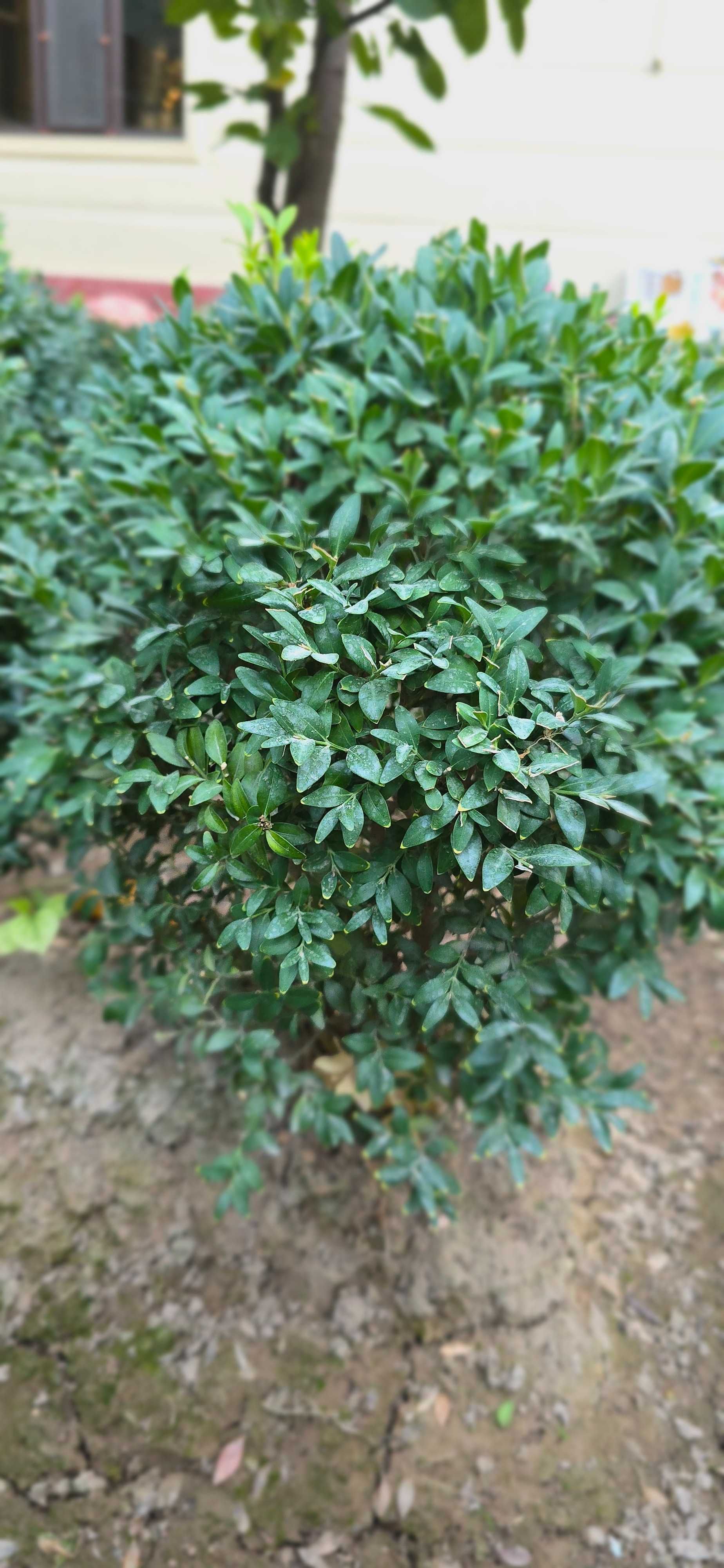 Shamshod sotilasi