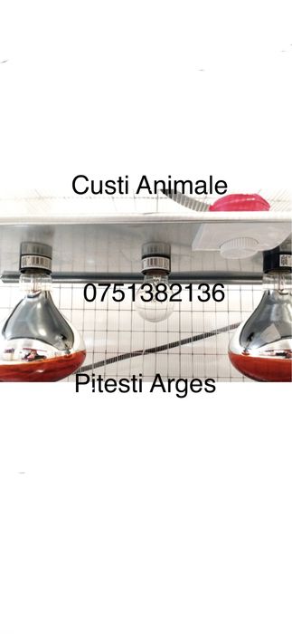 MATERnitate pui găina