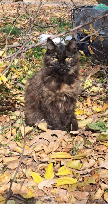 Отдам в добрые руки