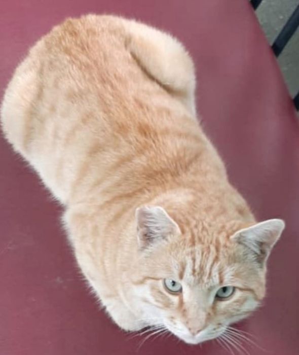 Внимание присмотритесь к этому котику!