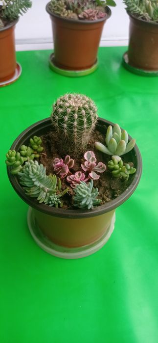 Цветя за офиса, стайни растения, саксии с аранжировки