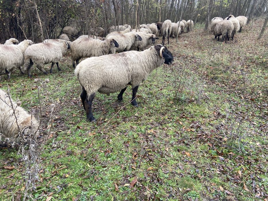 Vand berbec de 4 ani rasa carne