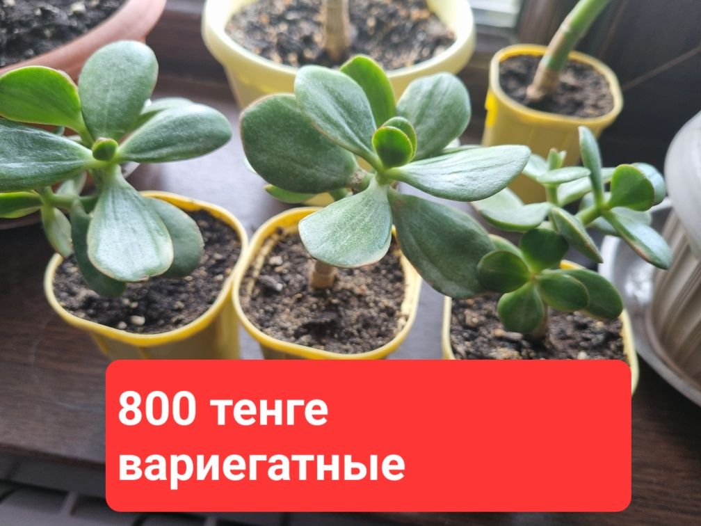 Продам комнатные цветы