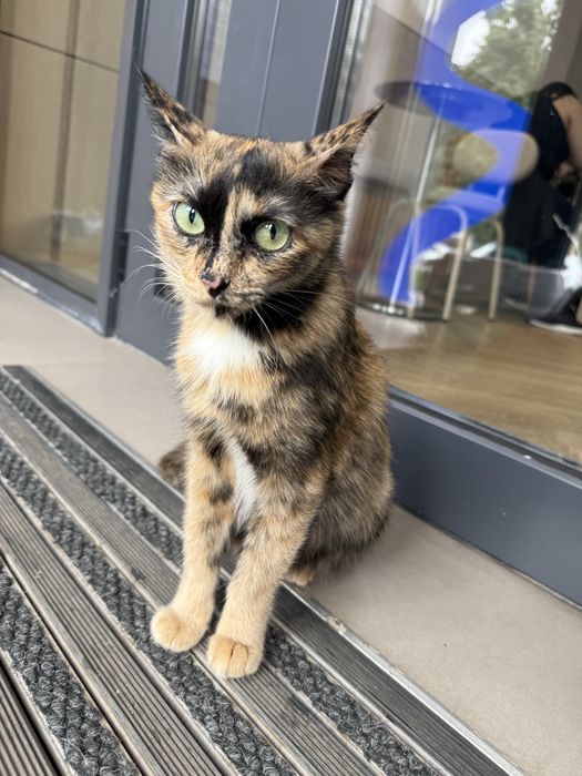 Отдам кошку ТИФФАНИ в добрые руки. Стерилизована