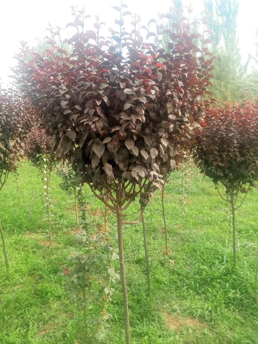 Арча ва гуллар оптом нархларда йетказиб берамиз