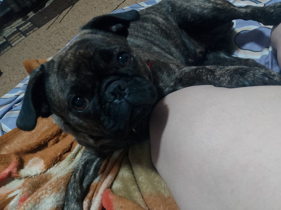 Французкий бульдог