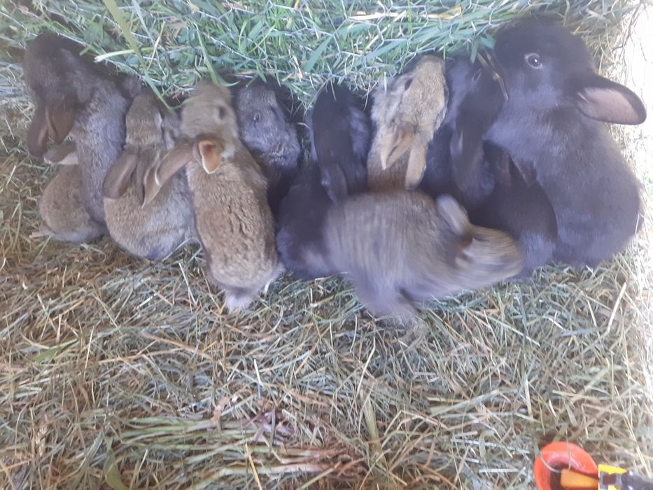 Vand iepurași de o lună