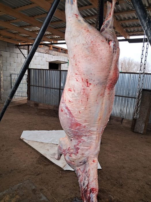 СОҒЫМҒА семіз жылқылар: бие, тай.