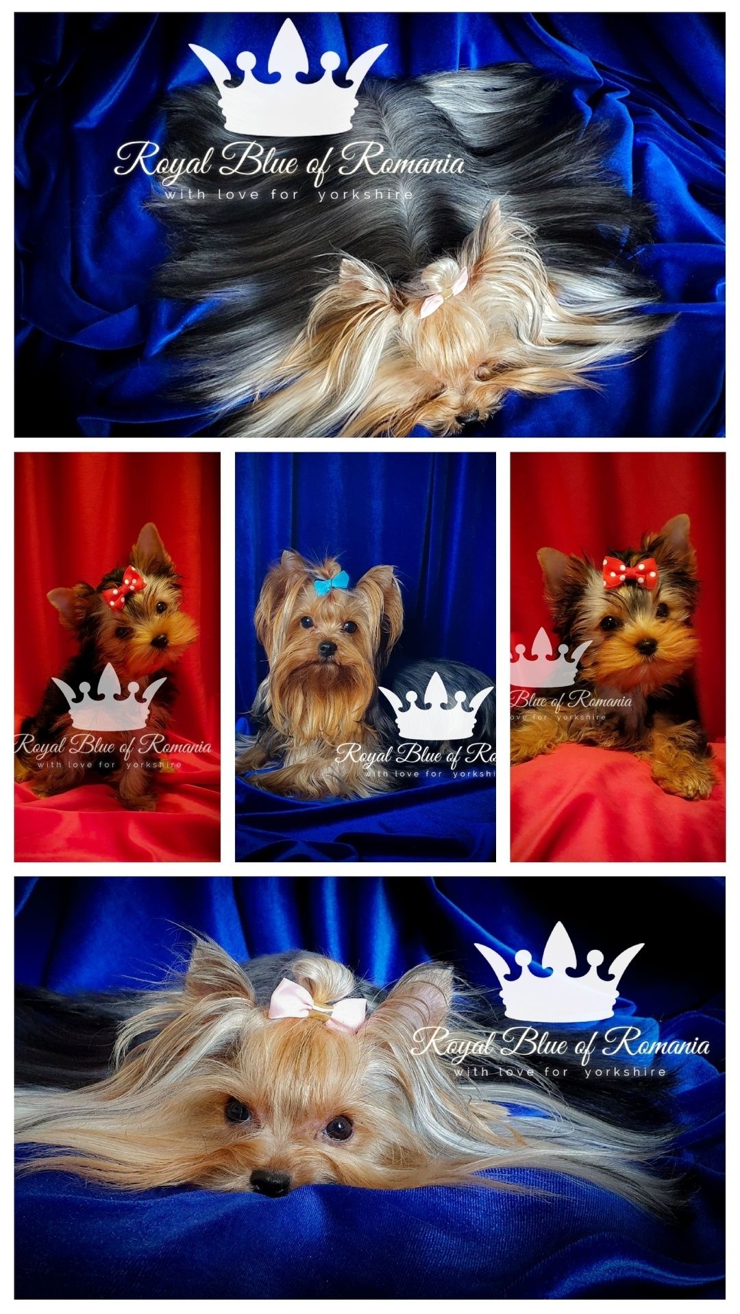 Pui Yorkshire Terrier Royal Blue of Romania