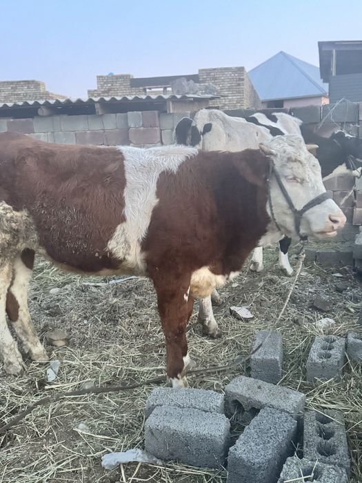 Корова симентал 14 ай қашқан