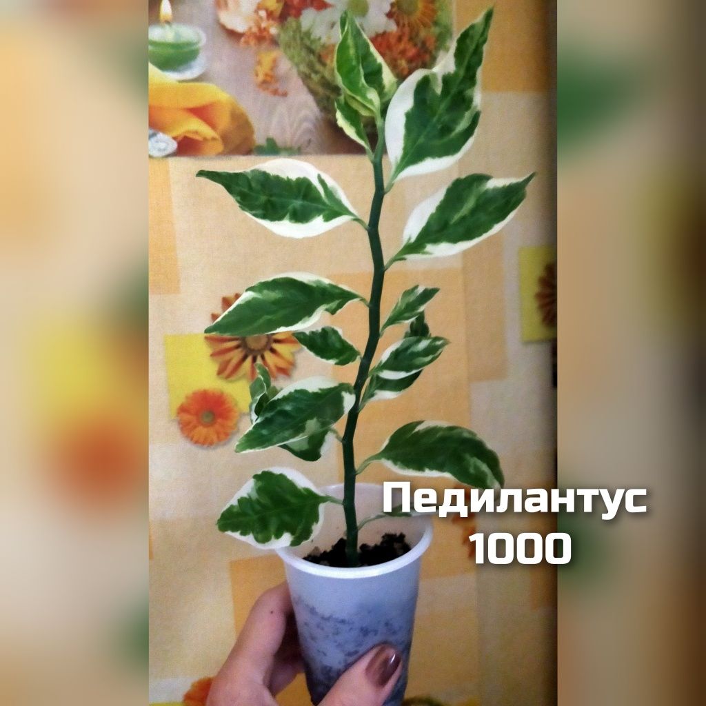 Комнатные растения
