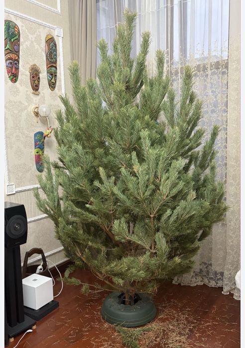 Живые елка и сасна