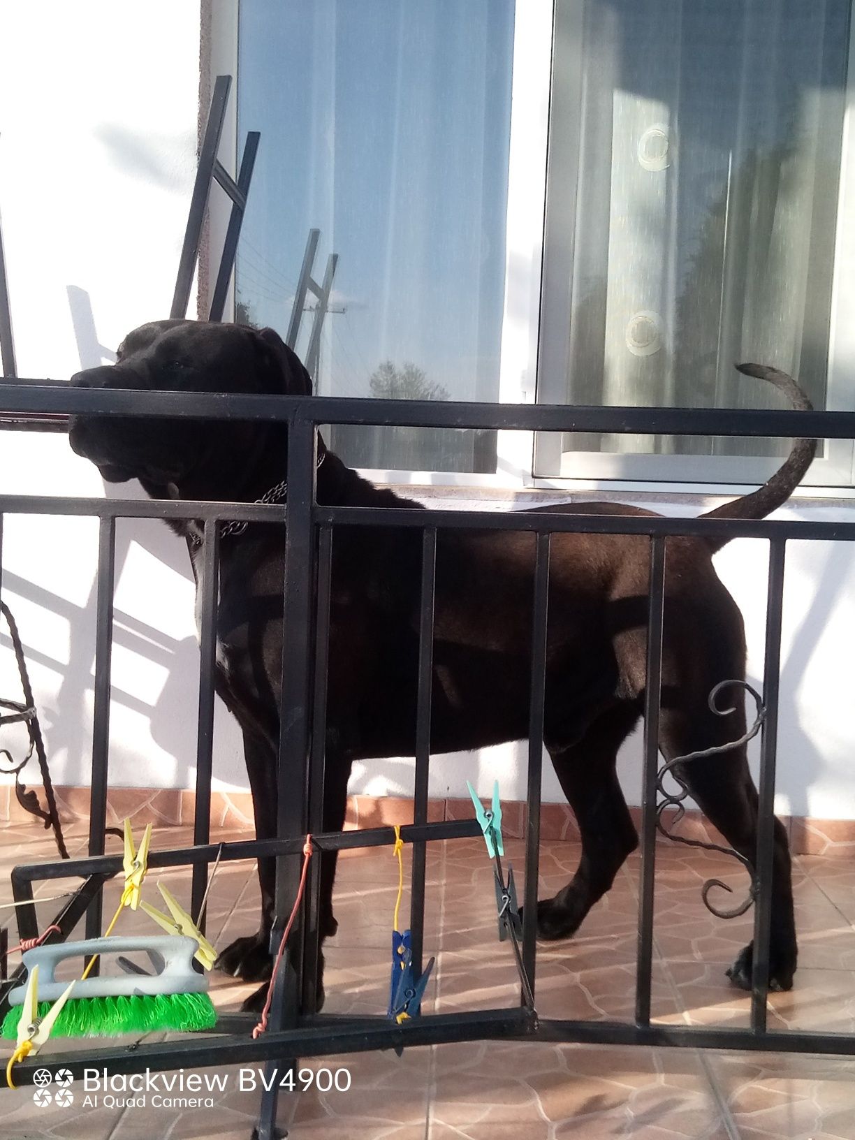 Black Presa canario