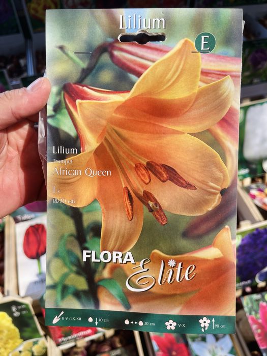 Махровые лилии в продаже, сортовые