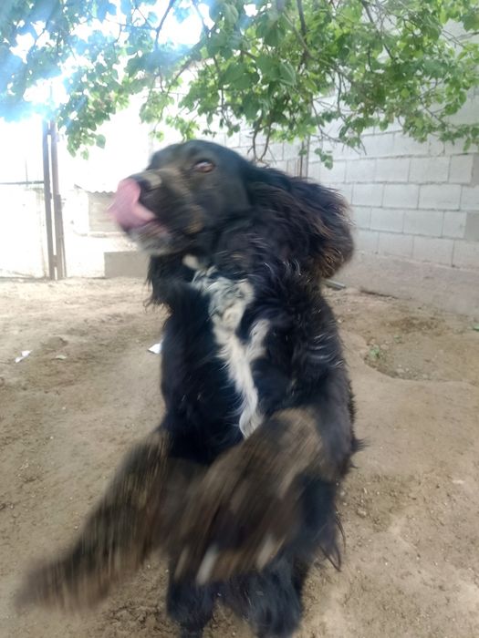 собака спонел охоточный