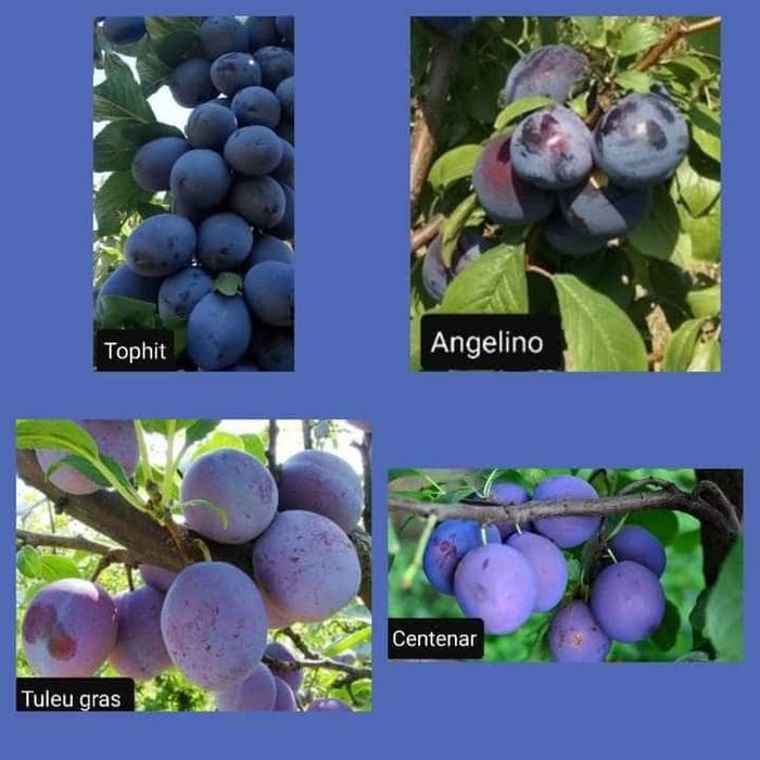 Vând Pomii Fructiferi Altoiți anul 2 si 3 direct de la PRODUCĂTOR