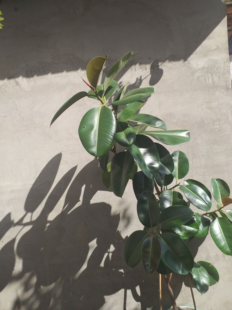 Vand Ficus elastic