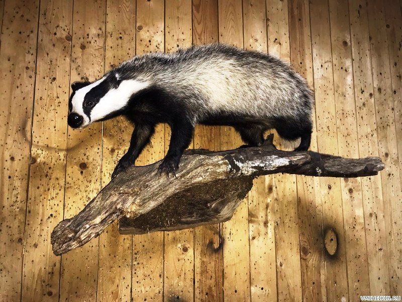 Архар Чучело диких и домашних животных