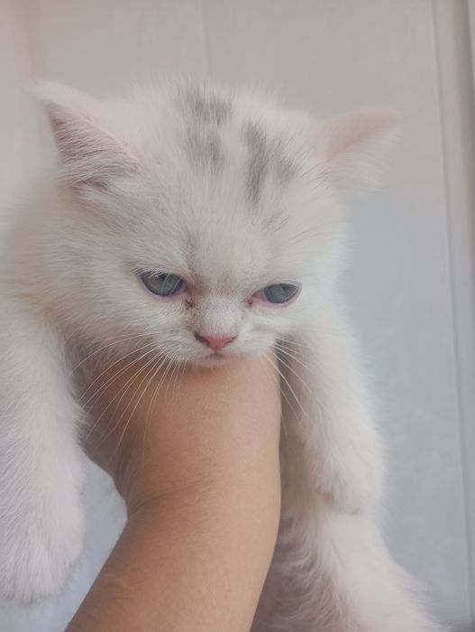 Котята британские чистокровные