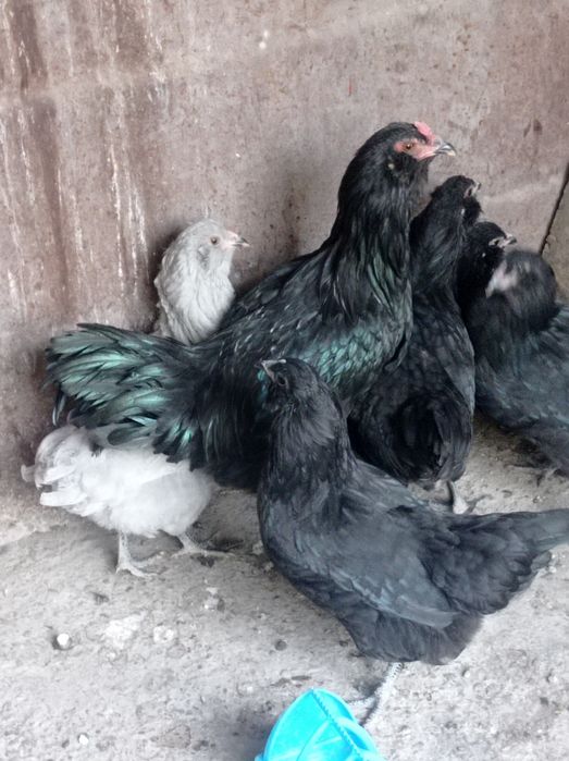 Продаются молодые курочки