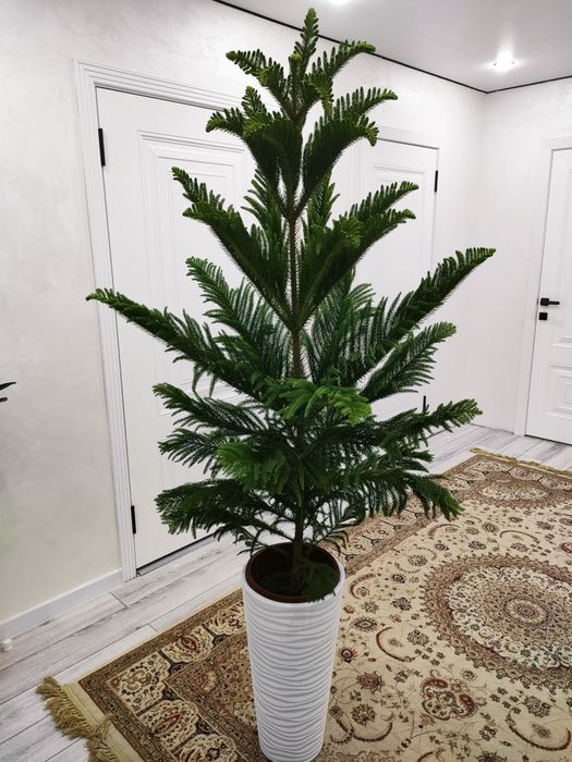 Комнатные растения, доставка есть