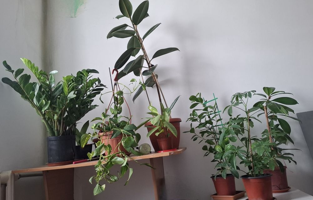 продам комнатные цветы не дорого