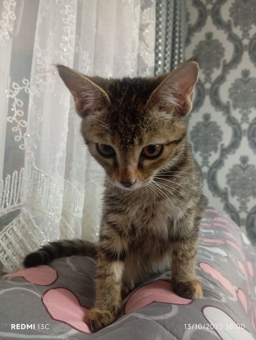 Aqlli mehribon mushukcha