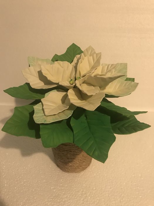 Poisenttia, Floarea Craciunului