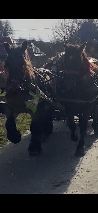 Vand cal de 7 ani sau schimb