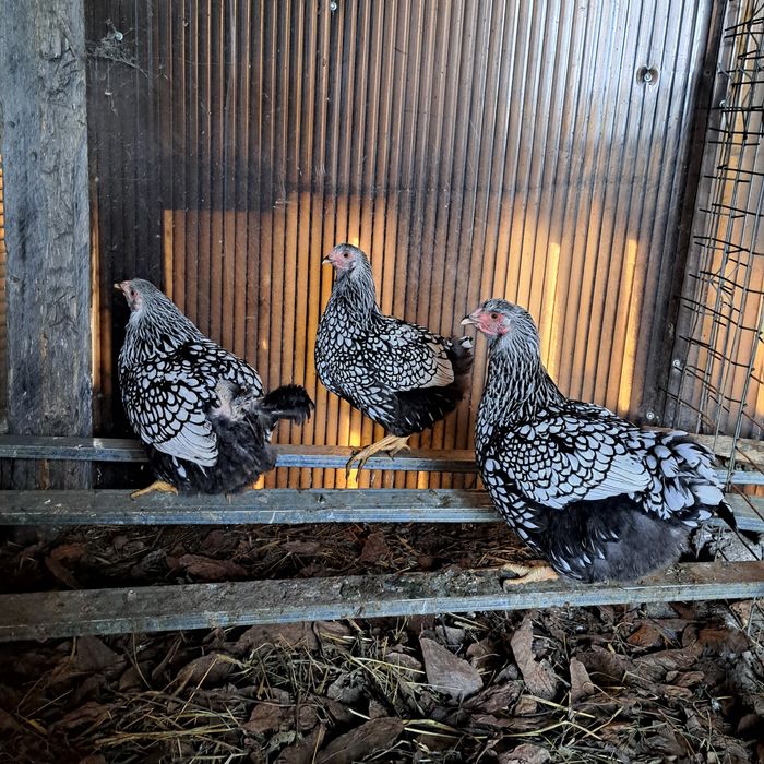 Brahma, Wyandotte, Alustrop