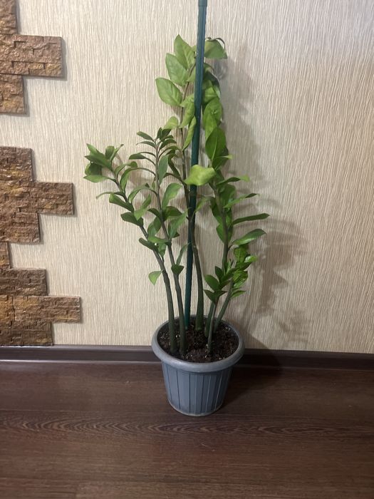 Цветок Долларовое дерево