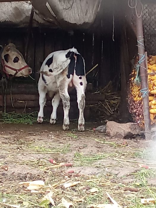 Vand vitel de 4 luni de tinut sau de taiat