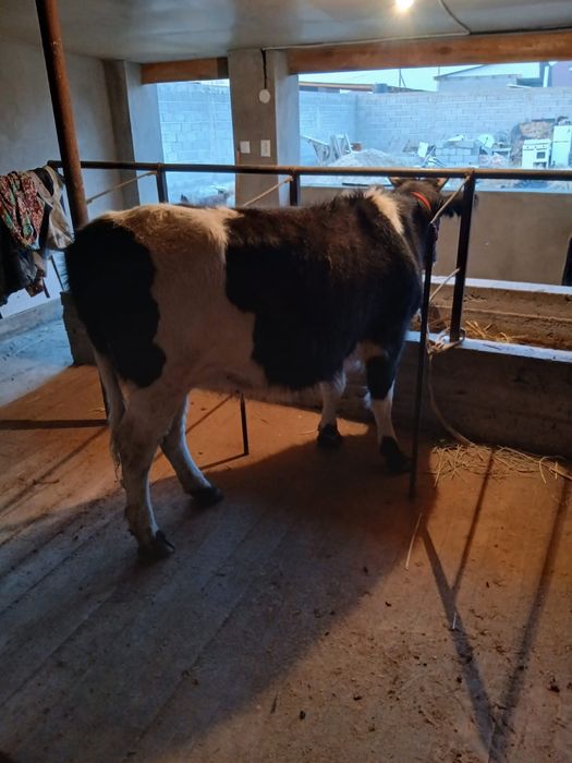 Буаз сиыр сатылады .