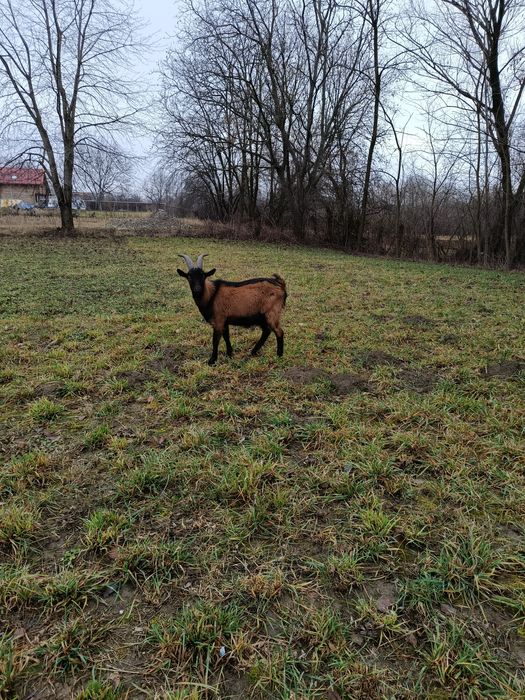 Țap alpin de vânzare preț 550 lei