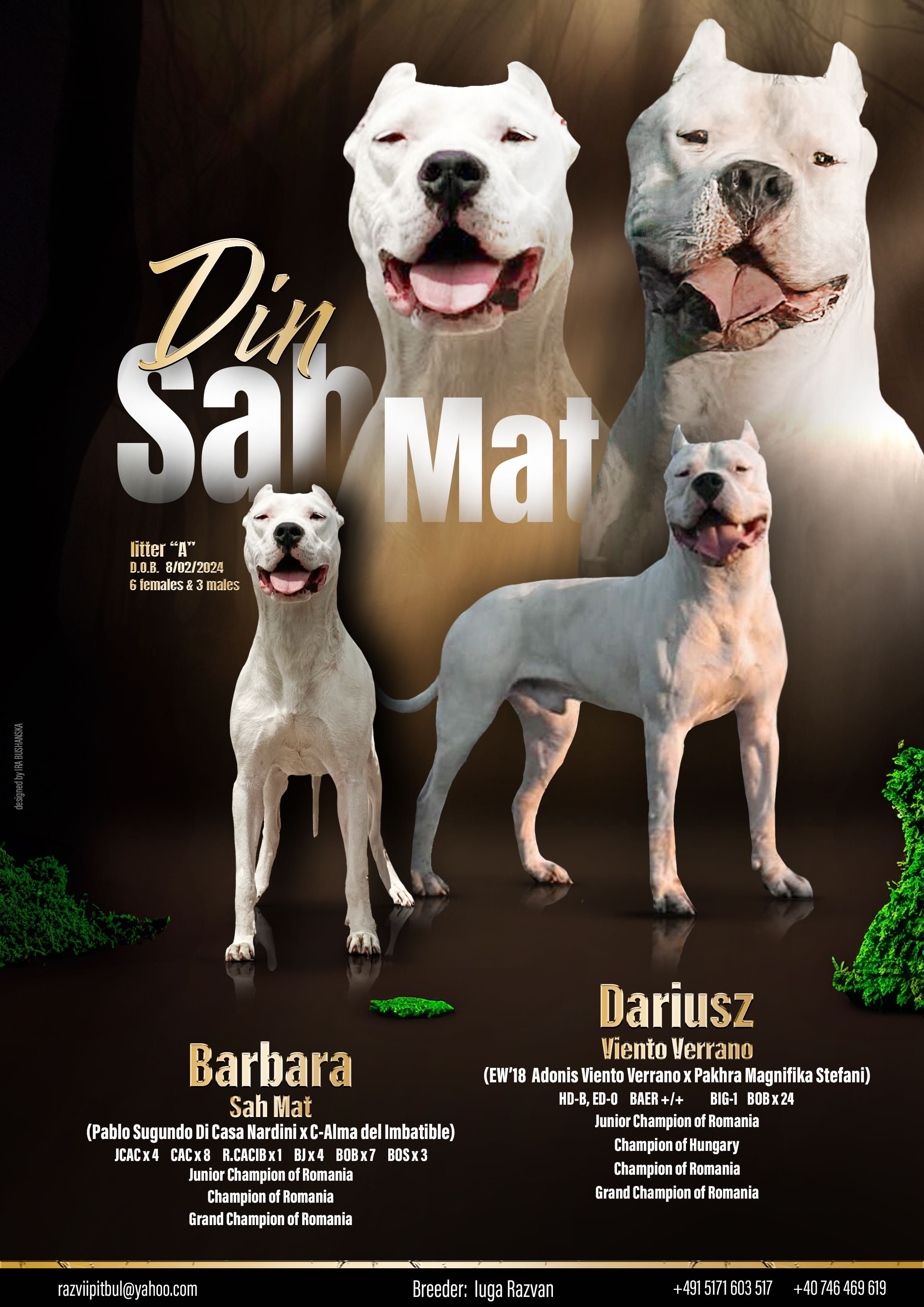 Dogo Argentino/Dog Argentinian/Puppy