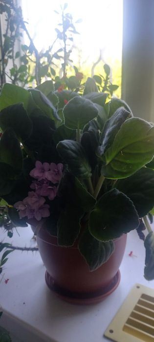 Сенполия фиалкоцветная за 3000т  Растение