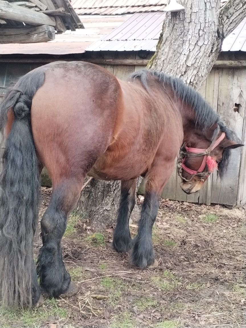 De vânzare iapa 3 ani