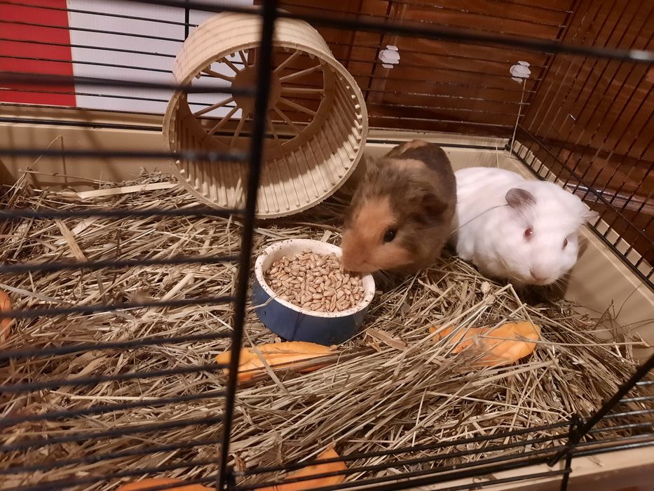 Cusca plus 2 porcusori de guineea