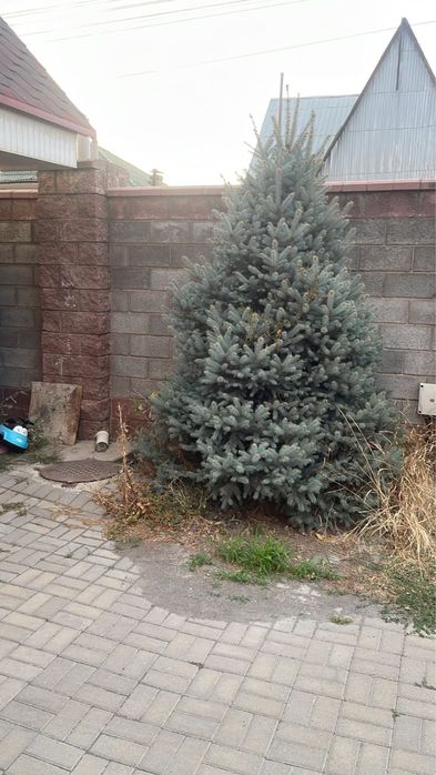 Ель голубая 2 метровая